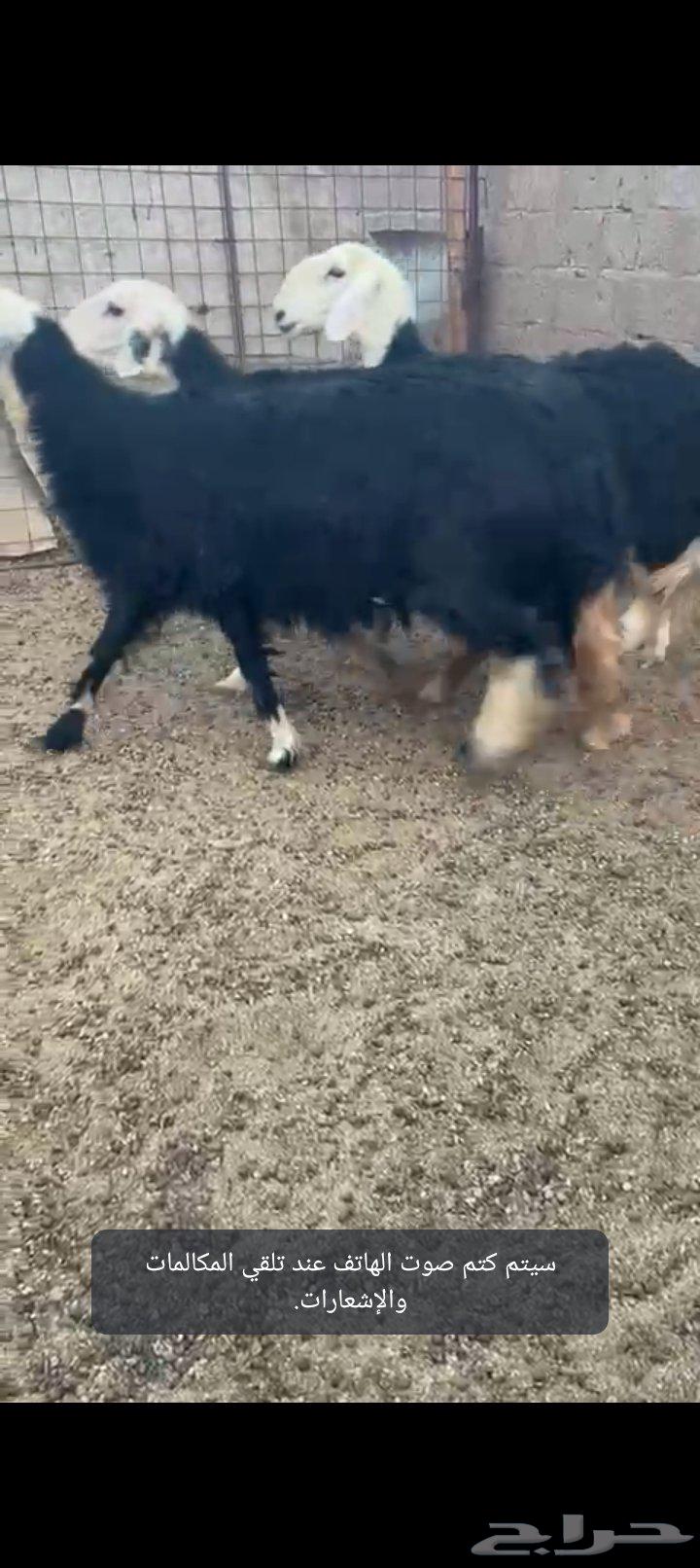 Najdi Sheep Type A64469404057985112