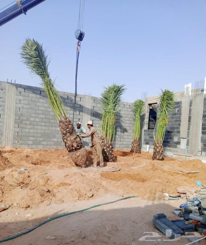 Fruit-bearing palm trees, Naqail, Juthayth, Washingtonia, Iklas, Sukkari, Barhi, Saqeei, Shishi64470086747522113