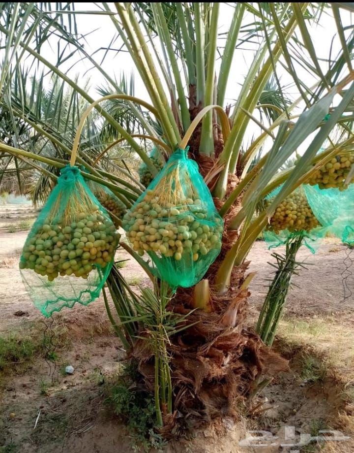 Fruit-bearing palm trees, Naqail, Juthayth, Washingtonia, Iklas, Sukkari, Barhi, Saqeei, Shishi64470086747522110
