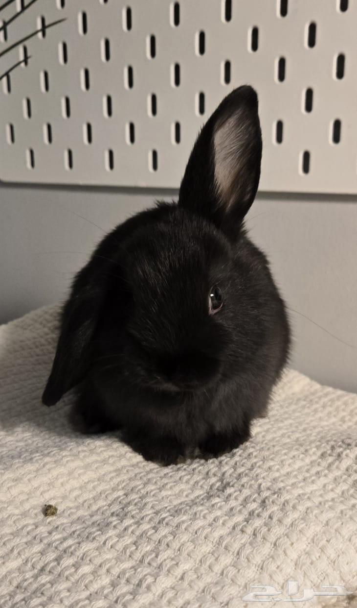 أرانب هولندية للبيع64465563627777112