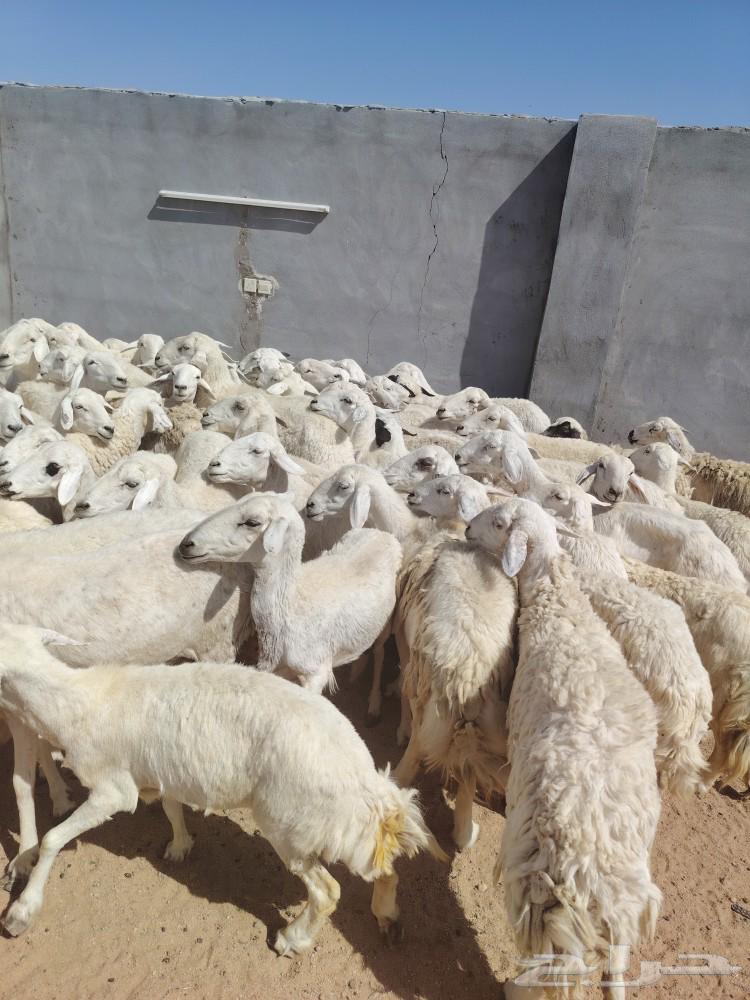 Sheep herd in Harish area64467017557633110
