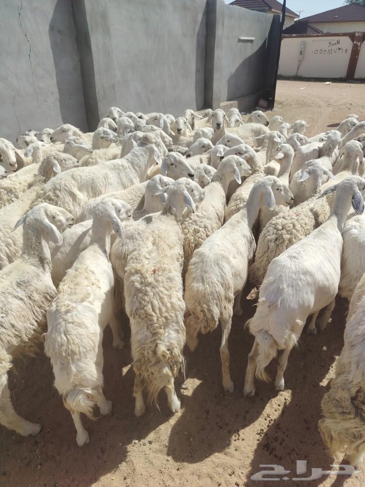 Sheep herd in Harish area64467017557633111