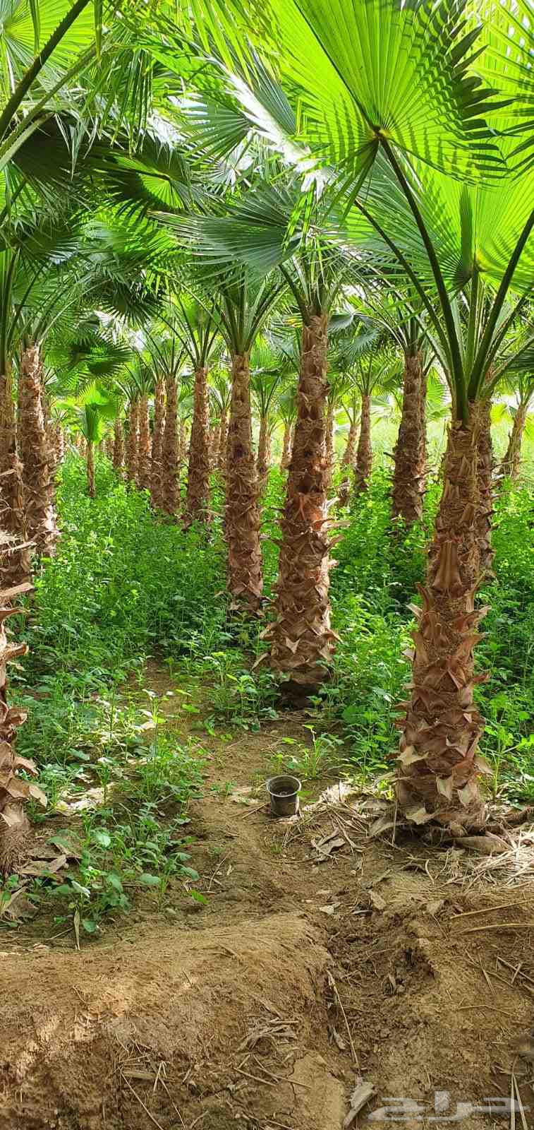 للبيع نخل واشنطونيا زينه جميع المقاسات64465591198209114