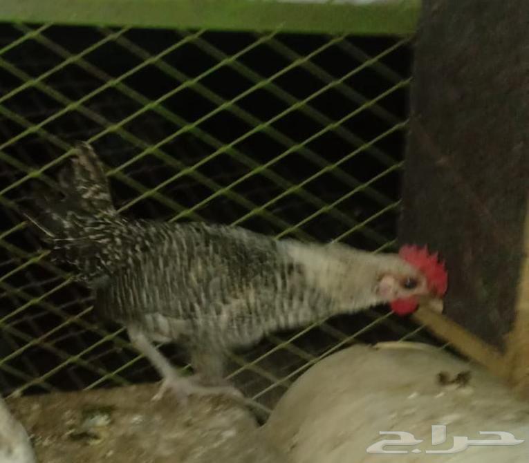 ديوك للبيع اربعه السعر 100 ريال نوع الديك فيومي وذكر بط64466558500995112