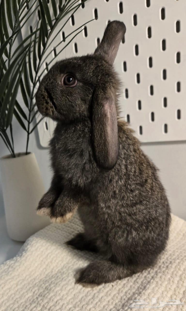 أرانب هولندية للبيع64465563627777110