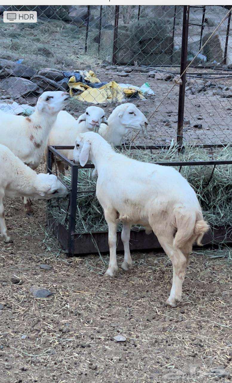 خرفان كفوا للبيع64470662886785110