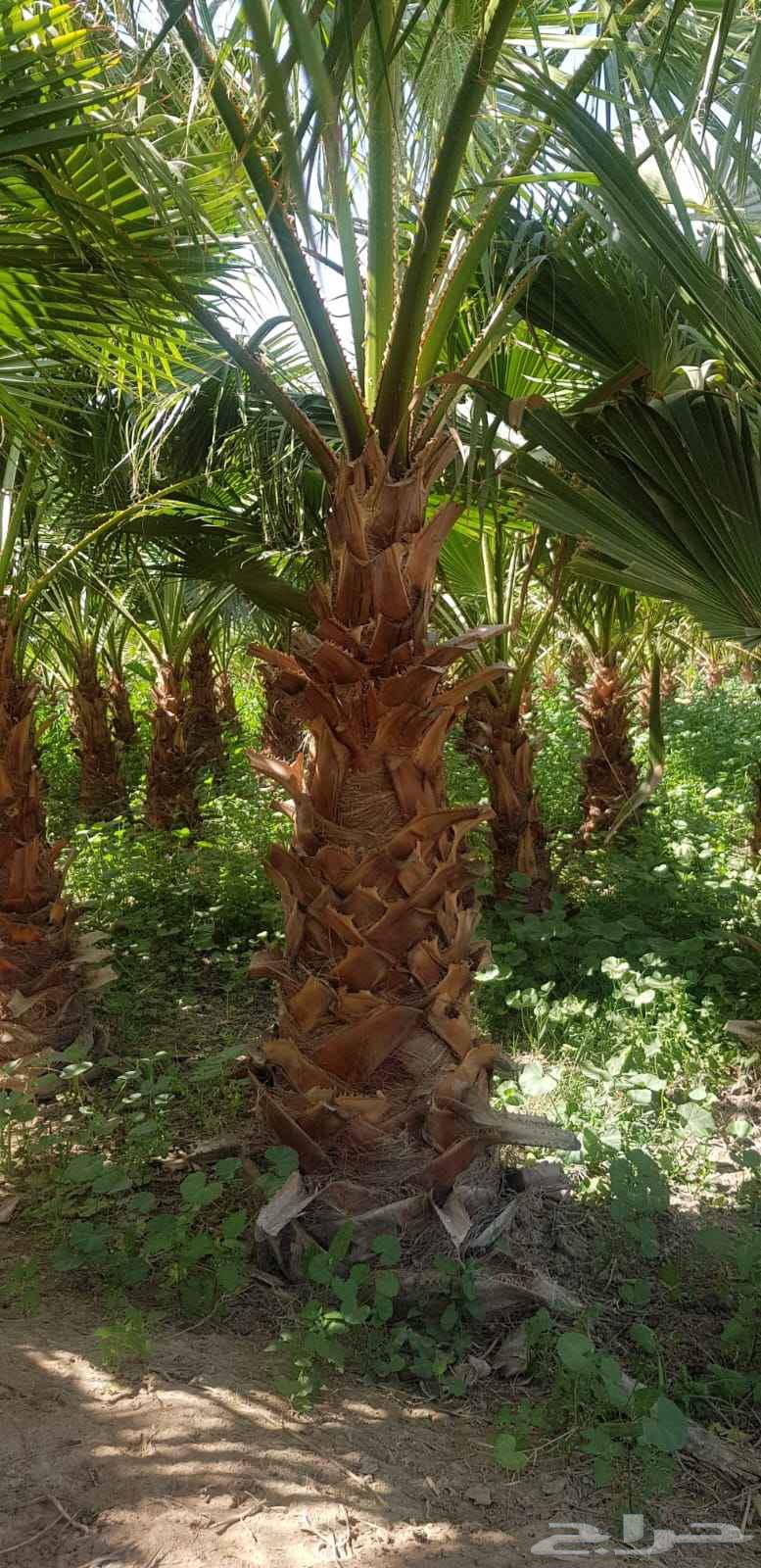 للبيع نخل واشنطونيا زينه جميع المقاسات64465591198209112