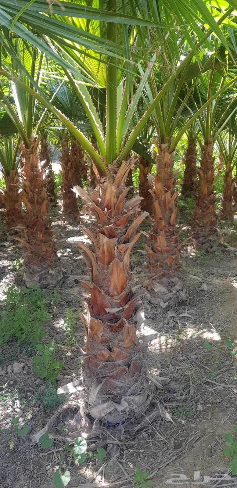 للبيع نخل واشنطونيا زينه جميع المقاسات64465591198209111