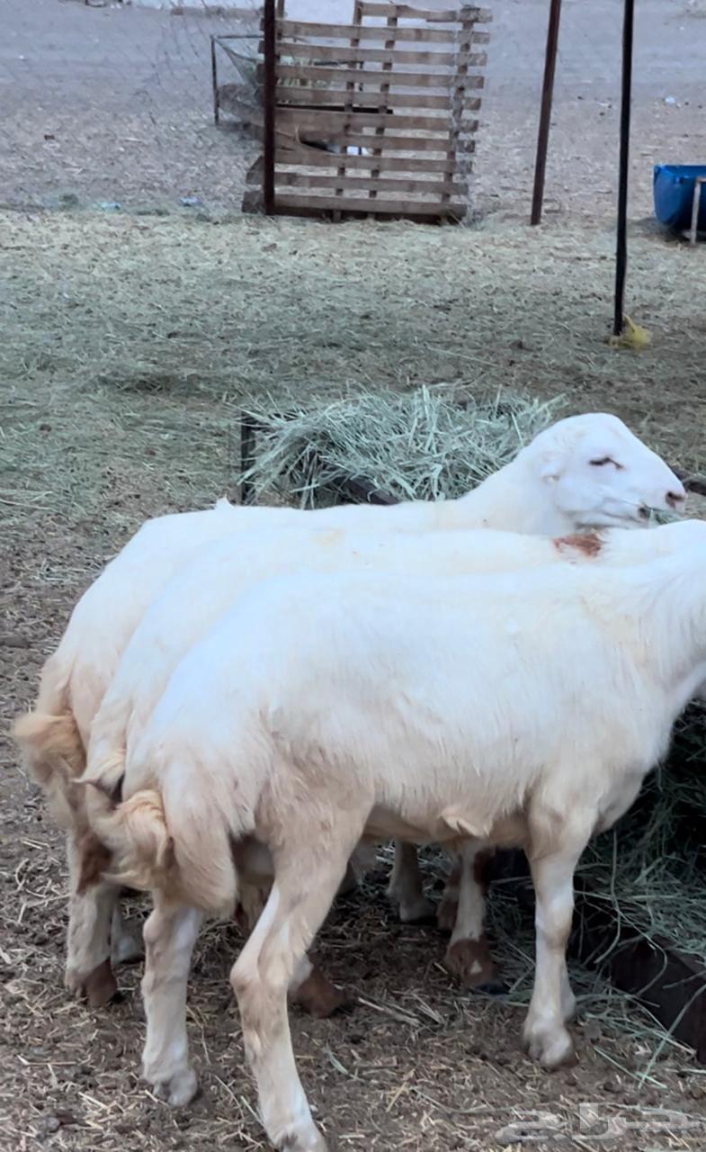 خرفان كفوا للبيع64470662886785113