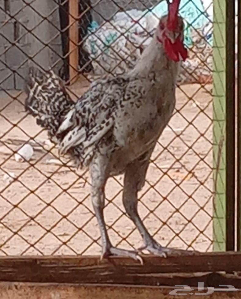 ديوك للبيع اربعه السعر 100 ريال نوع الديك فيومي وذكر بط64466558500995111