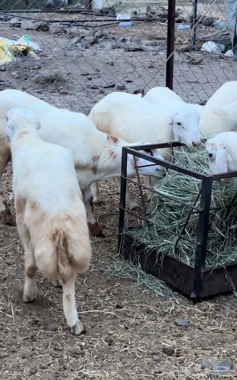 خرفان كفوا للبيع64470662886785111