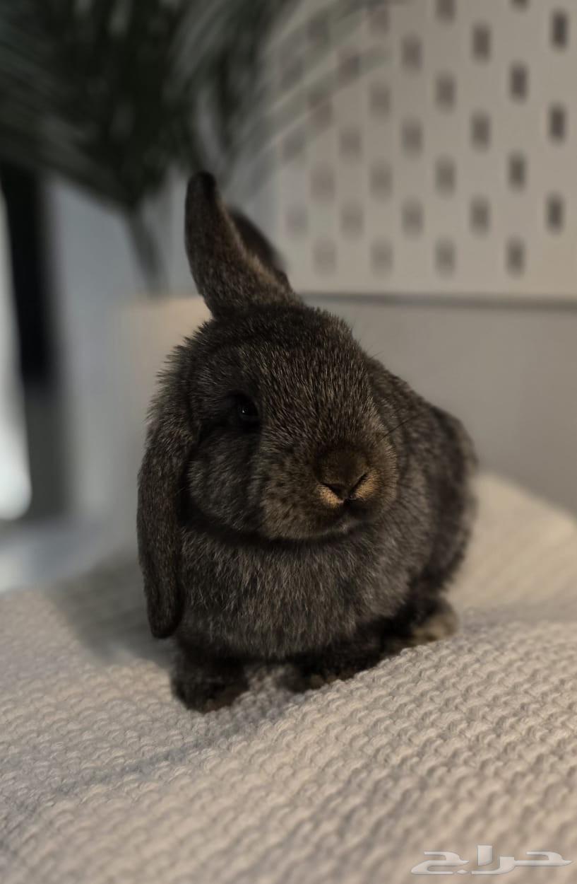 أرانب هولندية للبيع64465563627777113