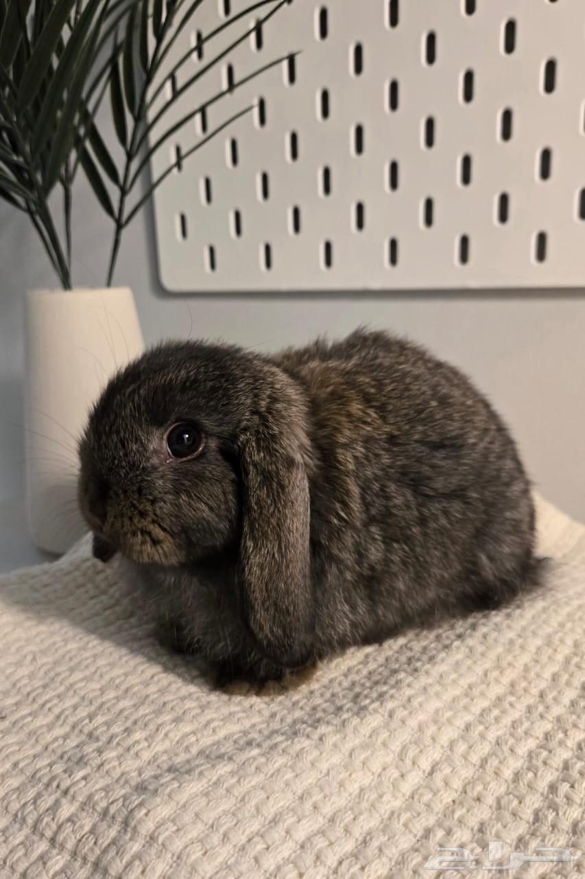 أرانب هولندية للبيع64465563627777111