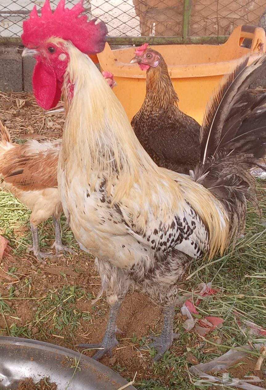 ديوك للبيع اربعه السعر 100 ريال نوع الديك فيومي وذكر بط64466558500995110