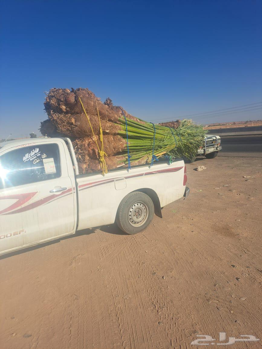 Date palms for sale, all sizes available64470856191235112
