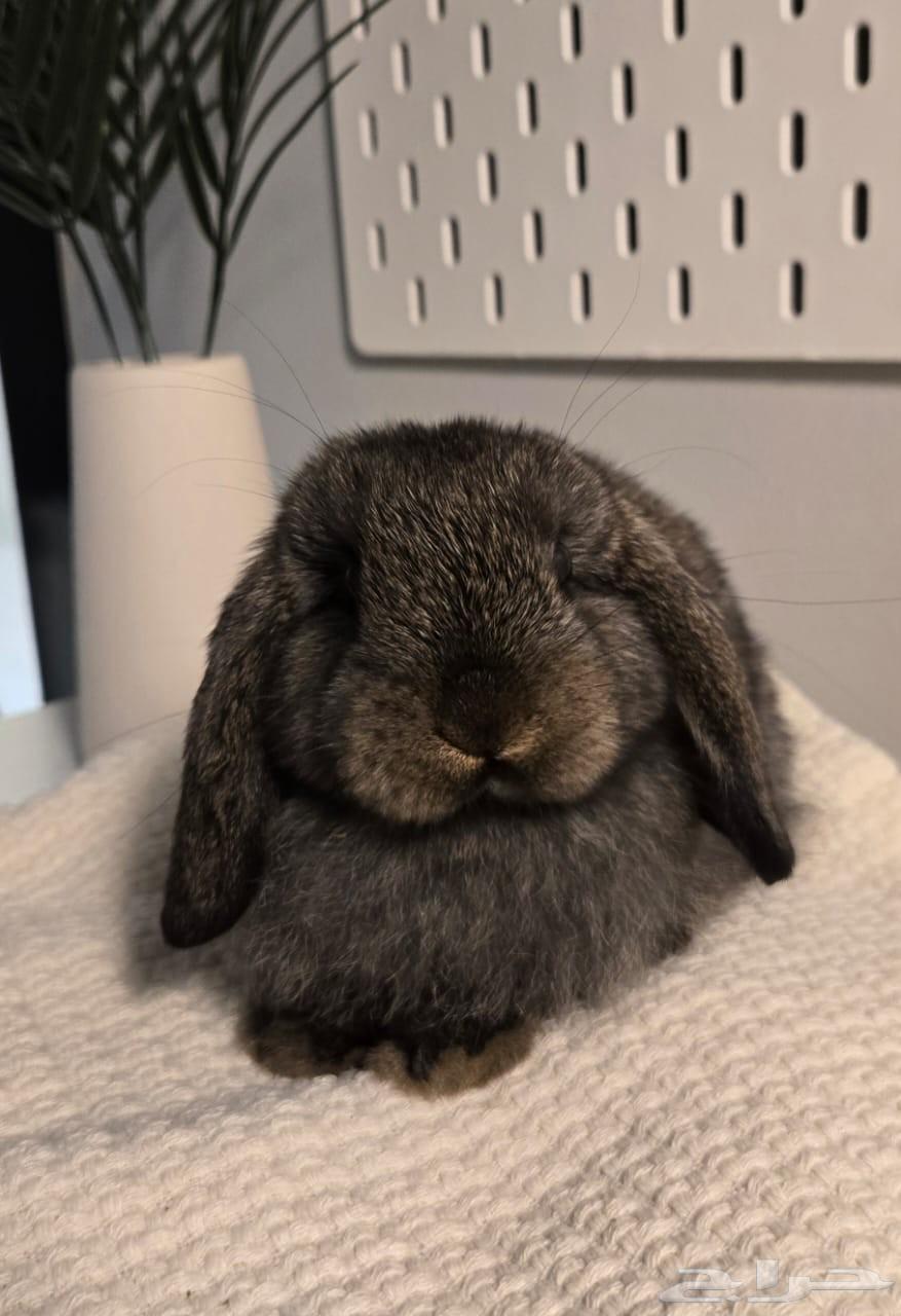 أرانب هولندية للبيع64465563627777114