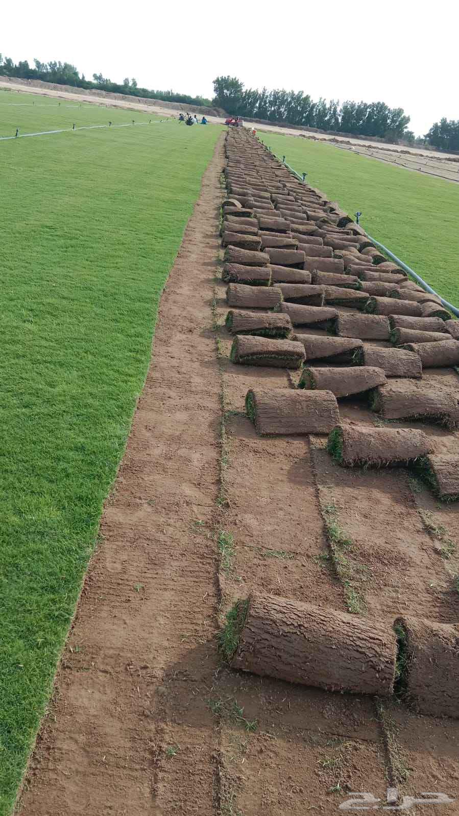 للتوصيل نجيله خضراء64468189962497111