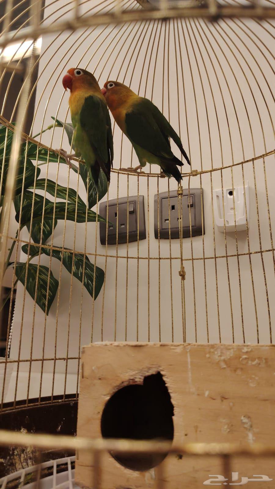 طيور الروز الحب من نوع فشر للبيع64464506957826111