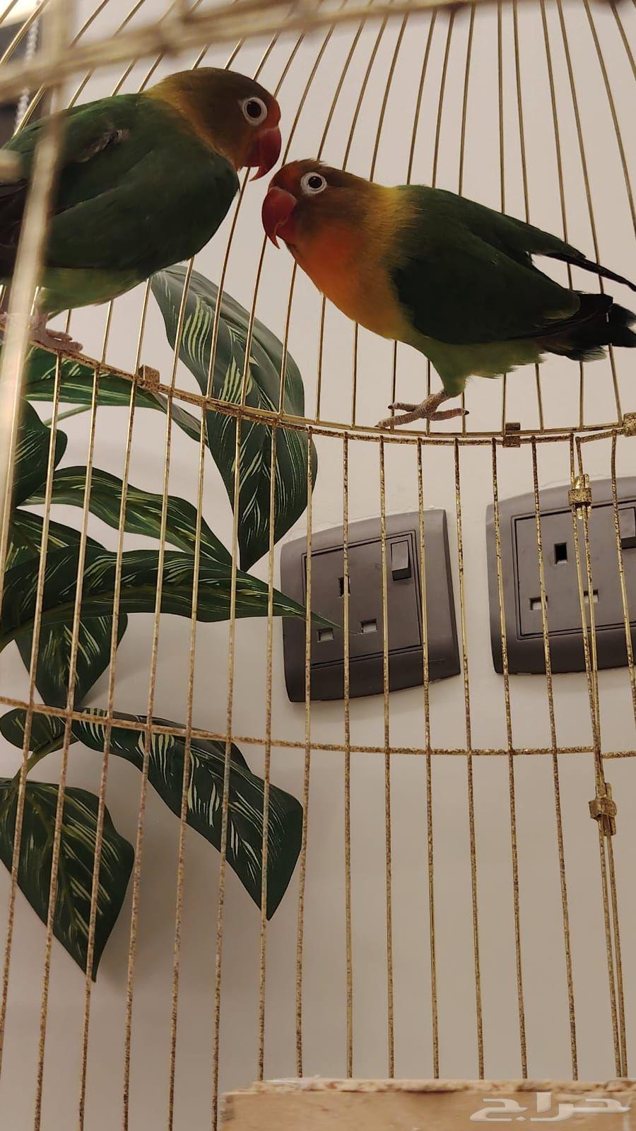 طيور الروز الحب من نوع فشر للبيع64464506957826110