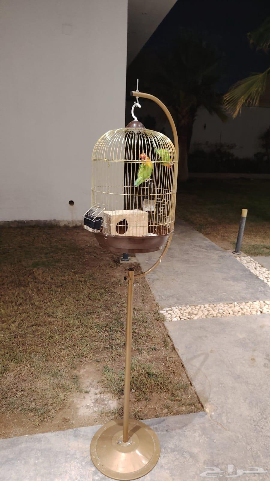 طيور الروز الحب من نوع فشر للبيع64464506957826112