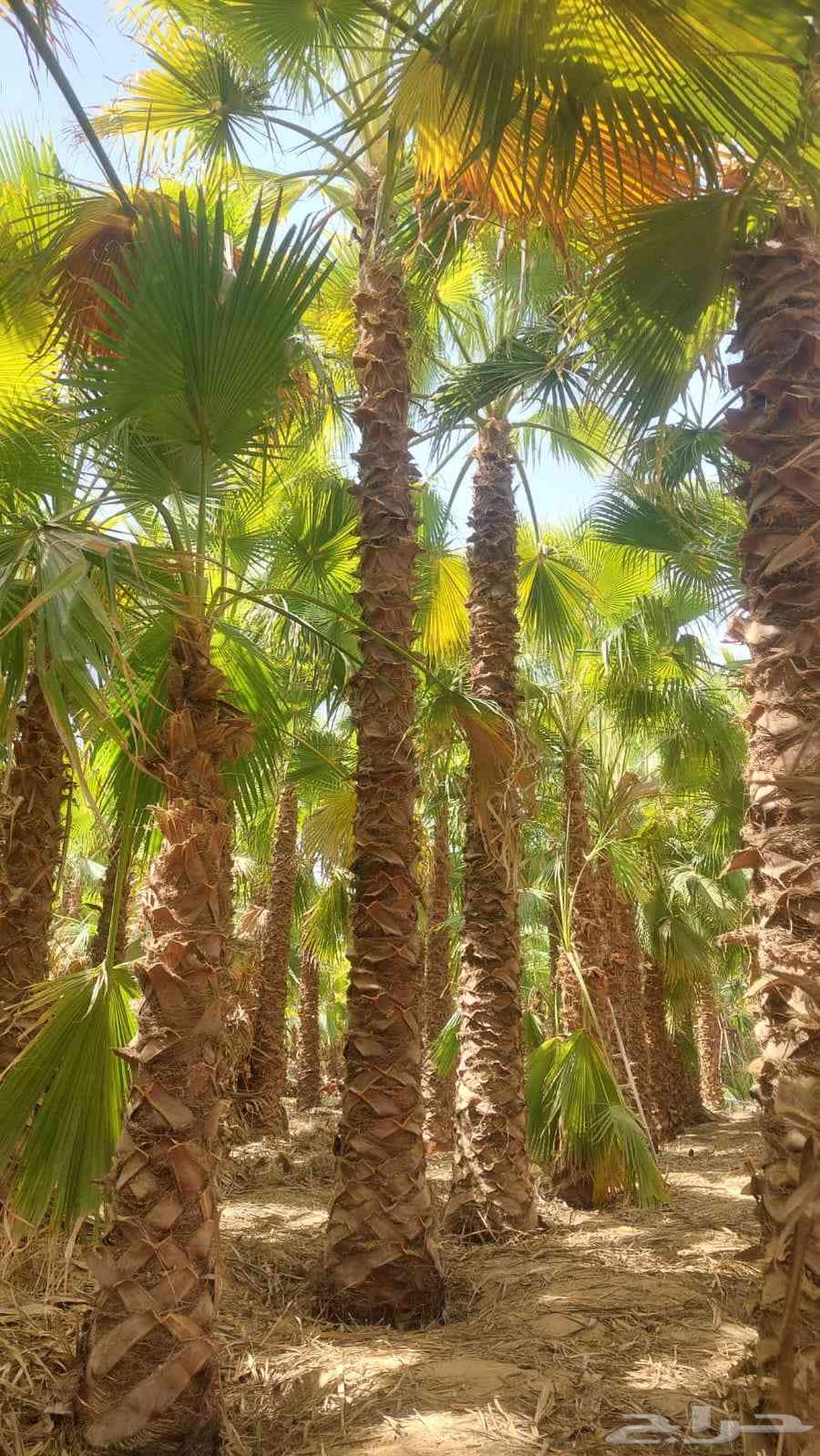 للبيع نخل واشنطونيا زينه جميع المقاسات64465591198209113