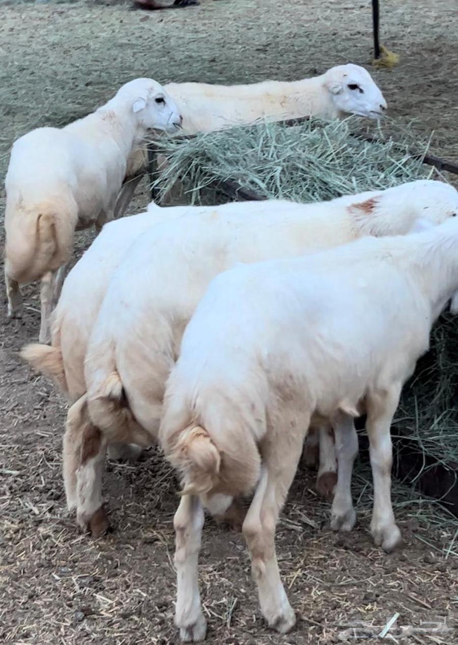 خرفان كفوا للبيع64470662886785112