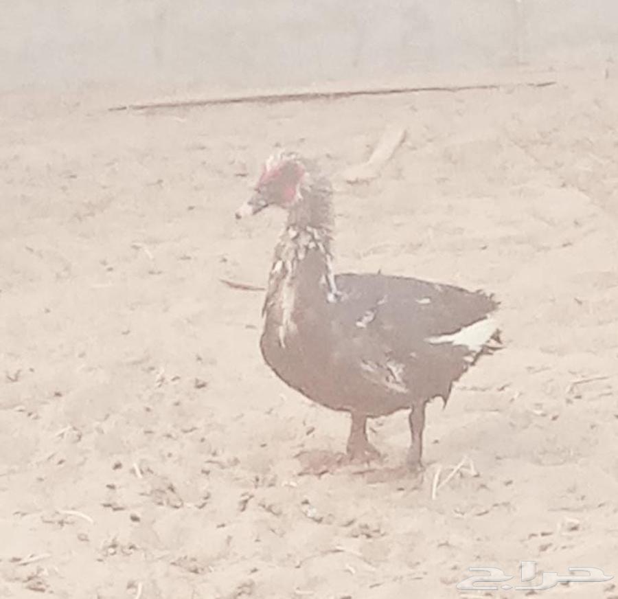 ديوك للبيع اربعه السعر 100 ريال نوع الديك فيومي وذكر بط64466558500995113