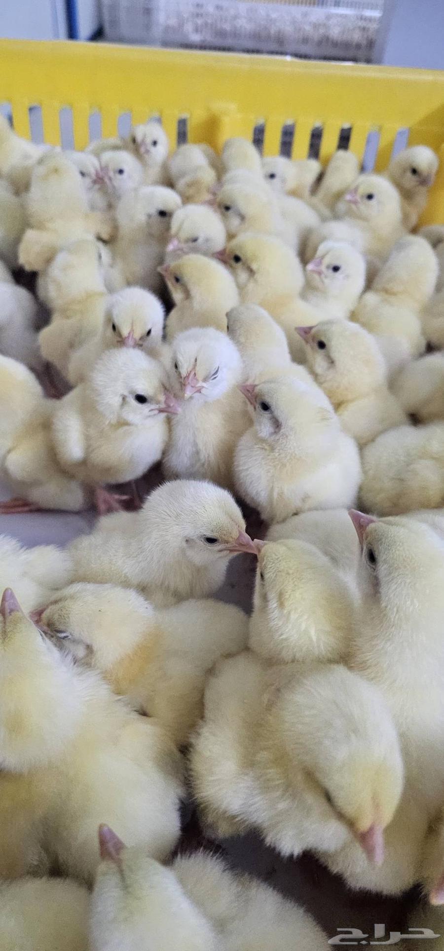 Broiler Ross Sauce Reservation Available64466348247427112