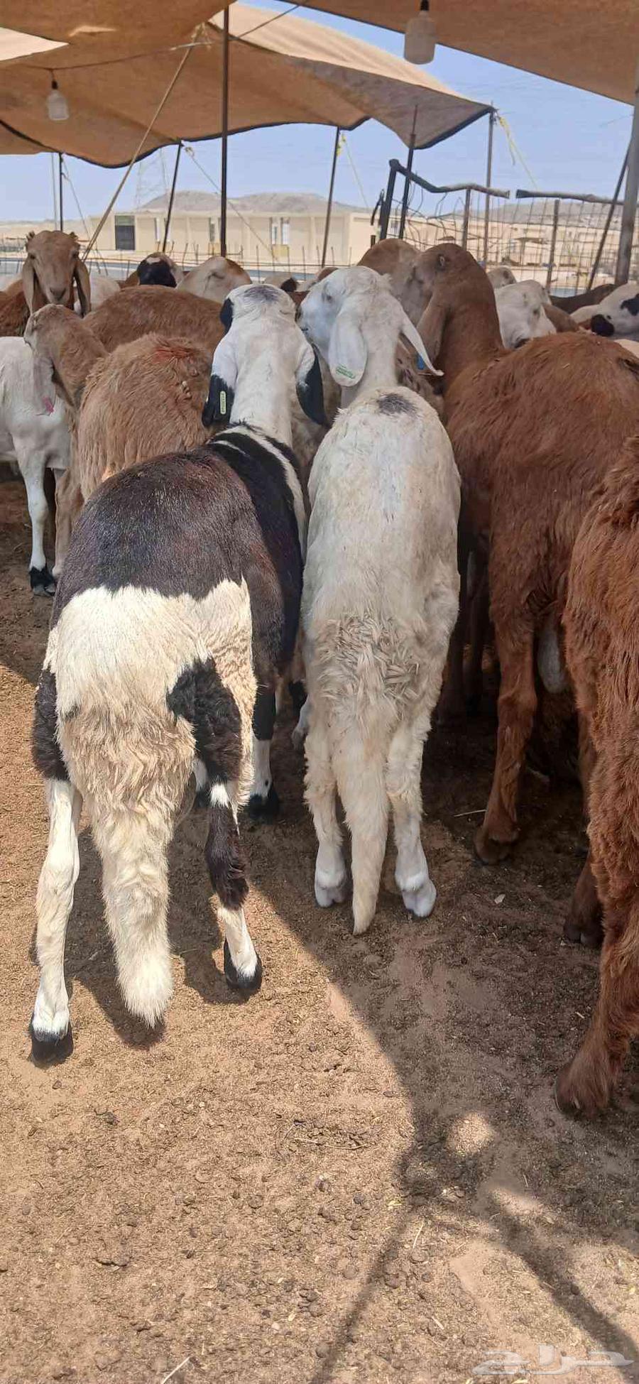 Sheep for sale, location Jeddah Al-Harazat, contact number..64467017565698112
