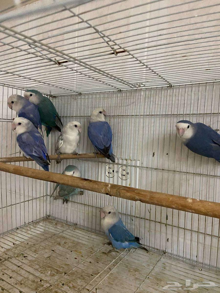 عرض رقم 2 (( تم البيع. ))64471129997441110