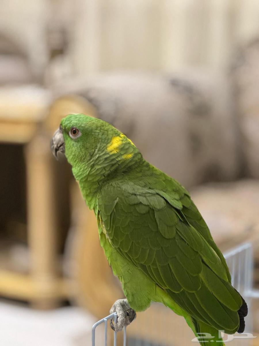 Yellow Nap first grade and the smartest of Amazon species64466572524546110