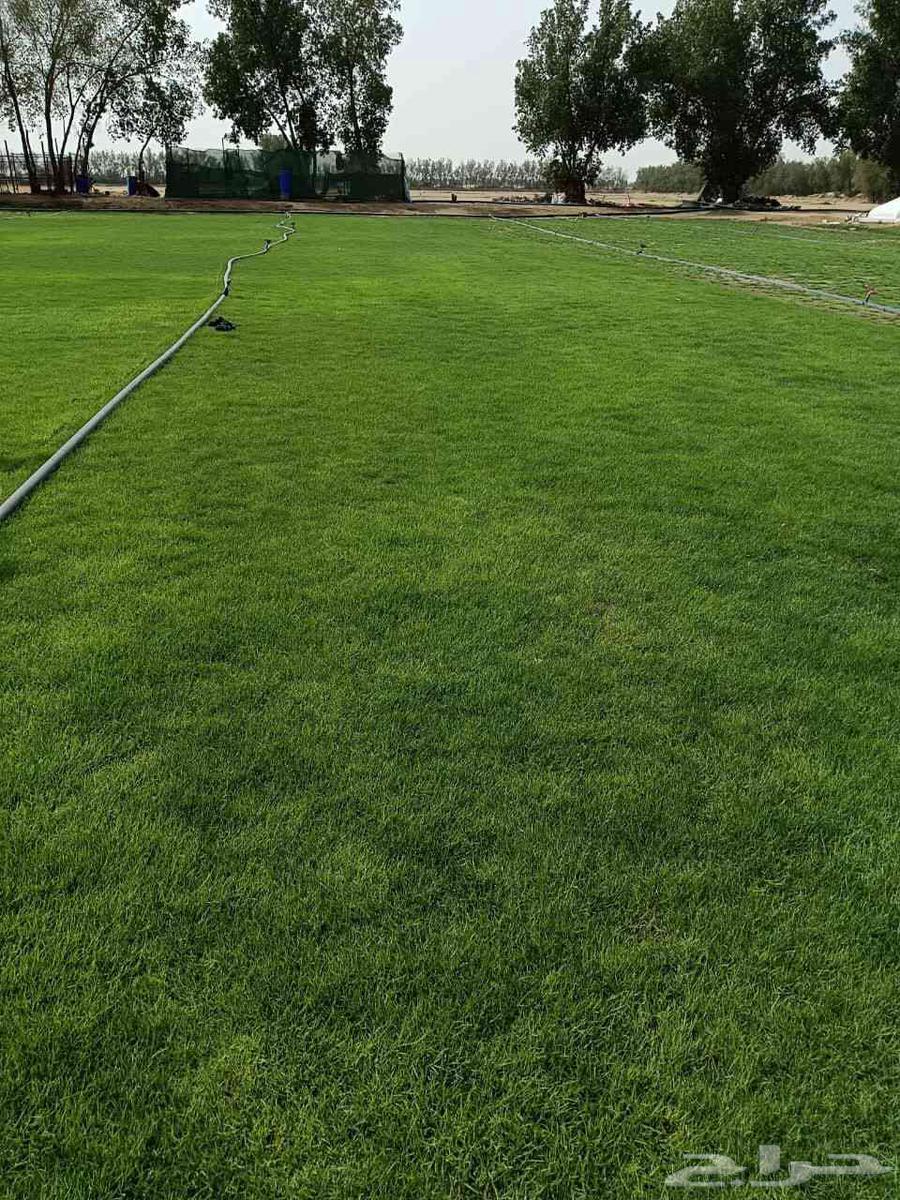 للتوصيل نجيله خضراء64468189962497114