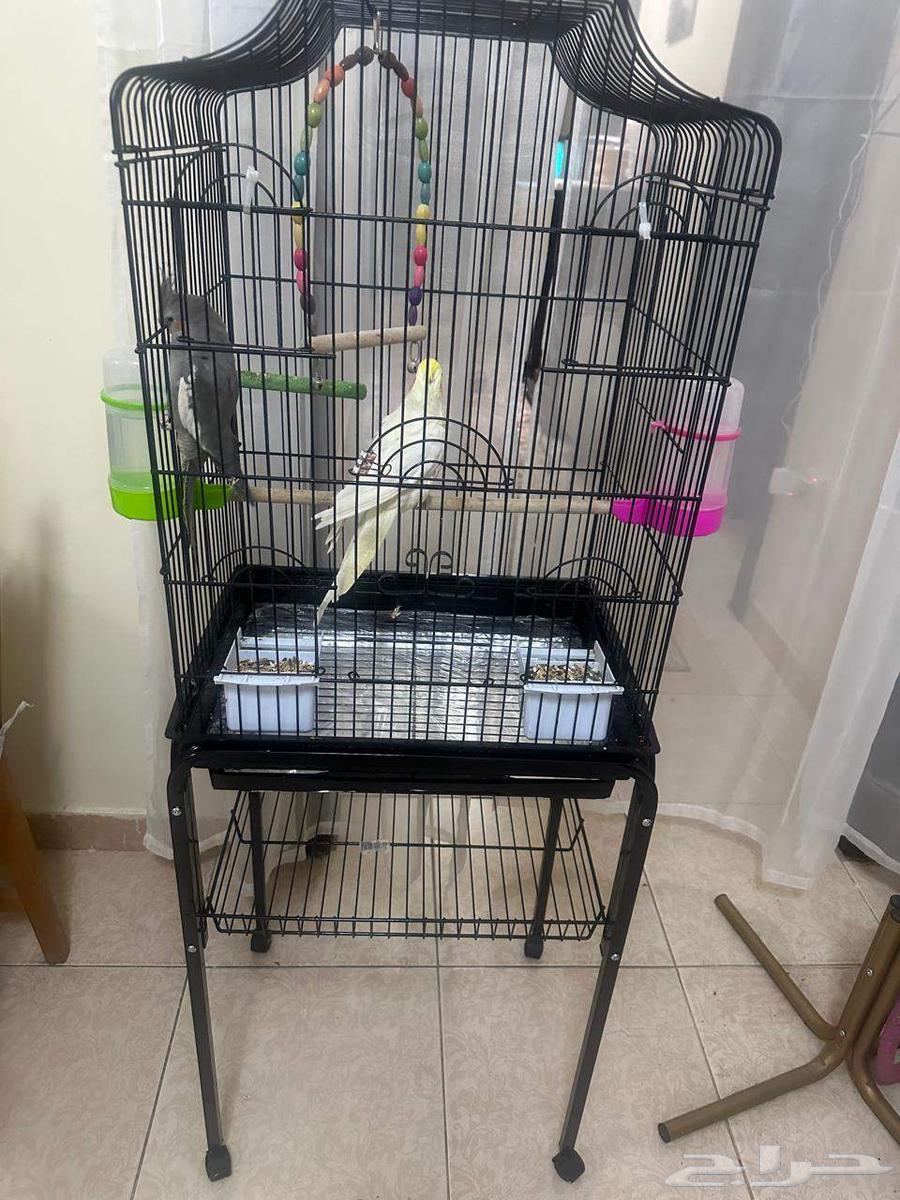 طيور للبيع64466947367554111