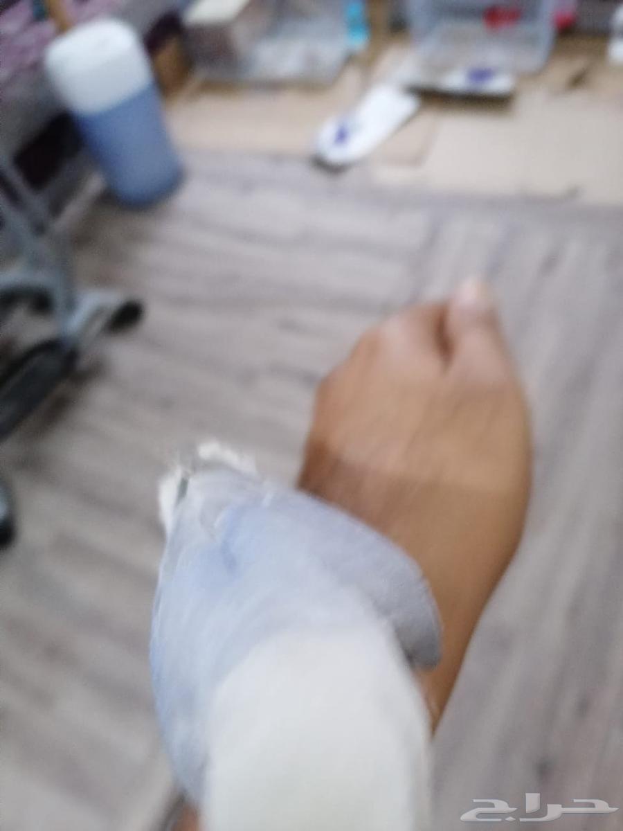 طيور للبيع64456199387267114