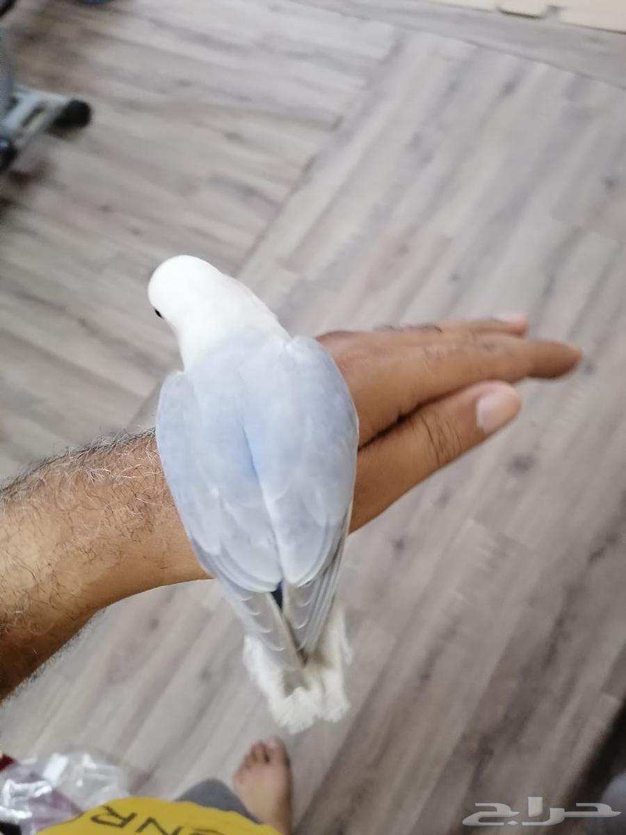 طيور للبيع64456199387267113