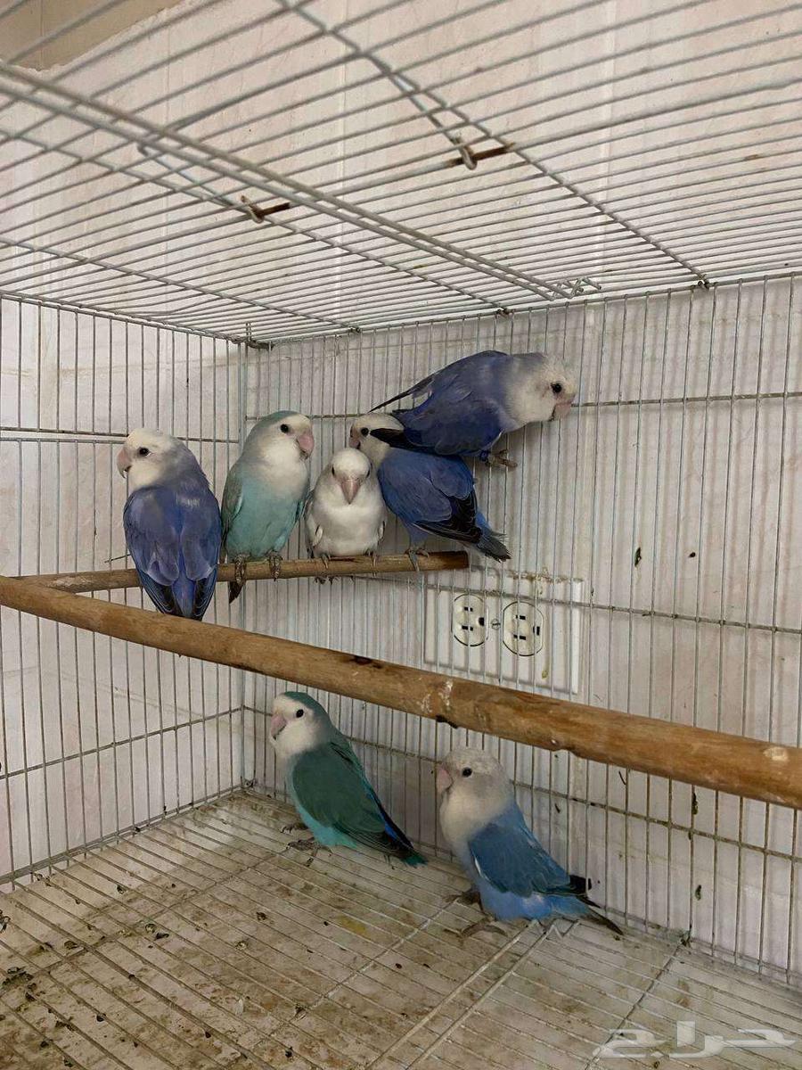 عرض رقم 2 (( تم البيع. ))64471129997441112