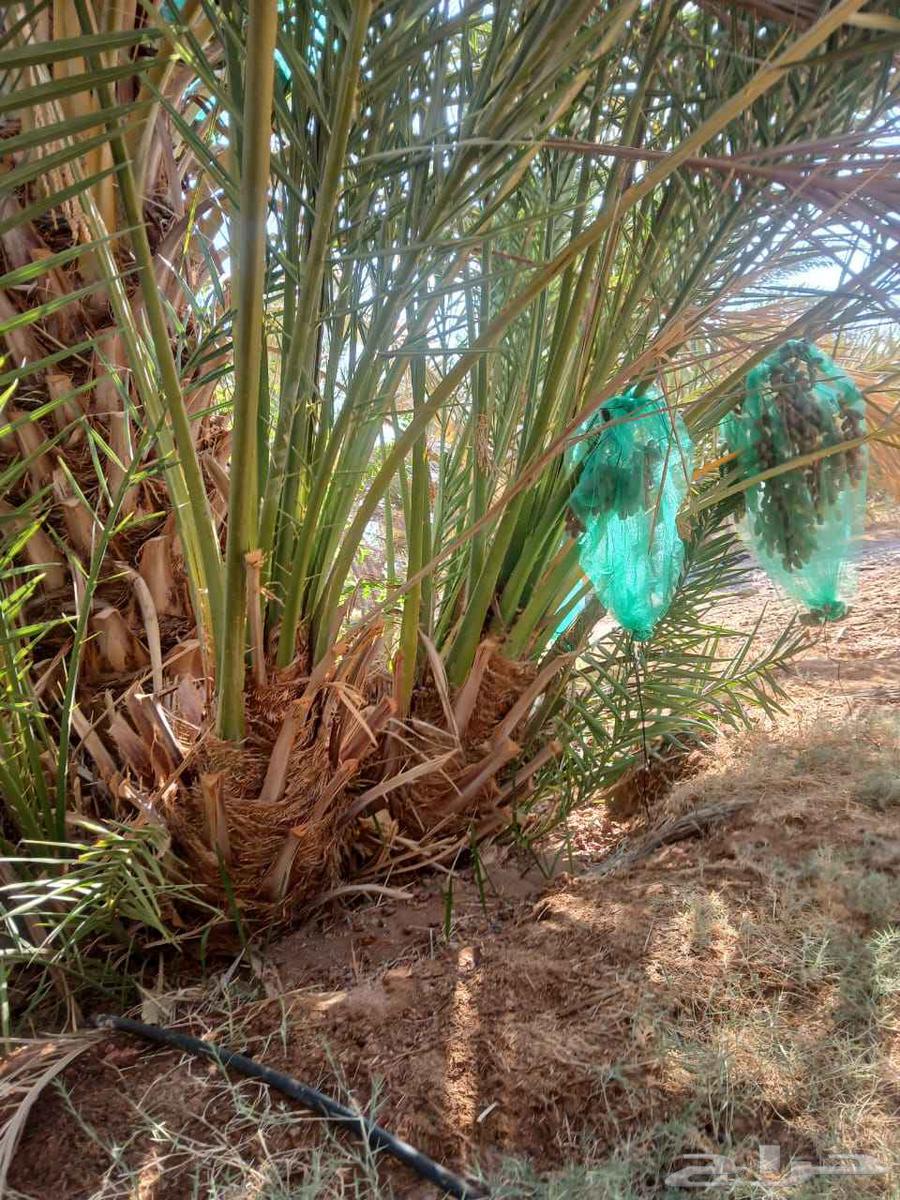 Date palms for sale, all sizes available64470856191235114