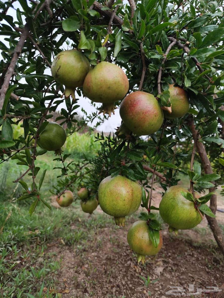رمان الباحة الان بالرياض. الرمان درجة أولى64468966905859114