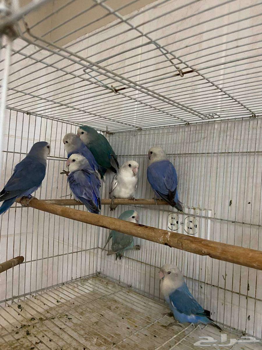 عرض رقم 2 (( تم البيع. ))64471129997441111