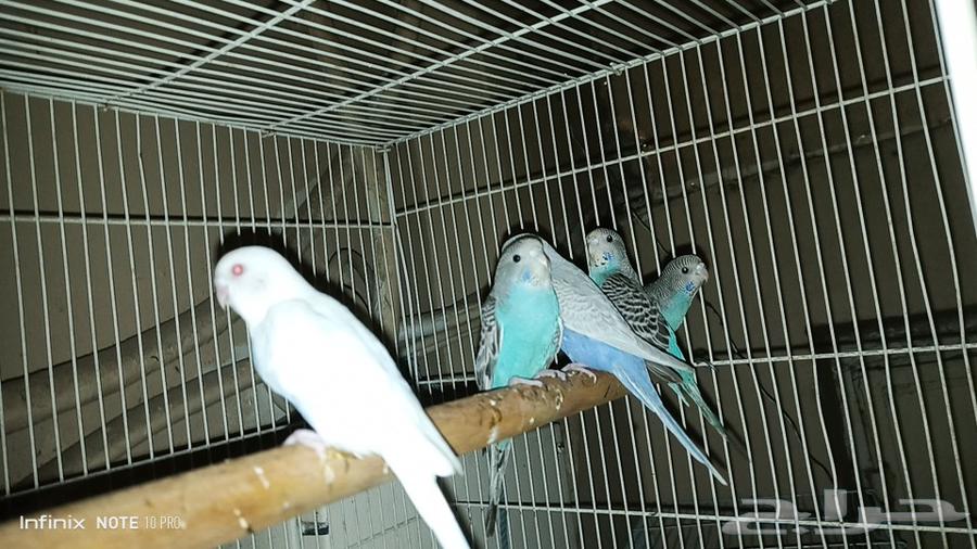 فروخ البادجي الاعمار ثلاثه شهور السعر230 الموقع حي العتيبي64470800686594110