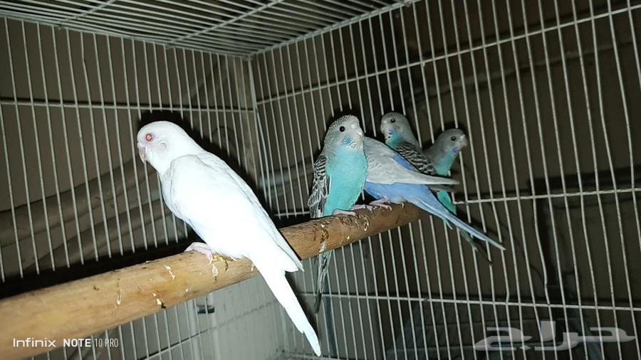 فروخ البادجي الاعمار ثلاثه شهور السعر230 الموقع حي العتيبي64470800686594111