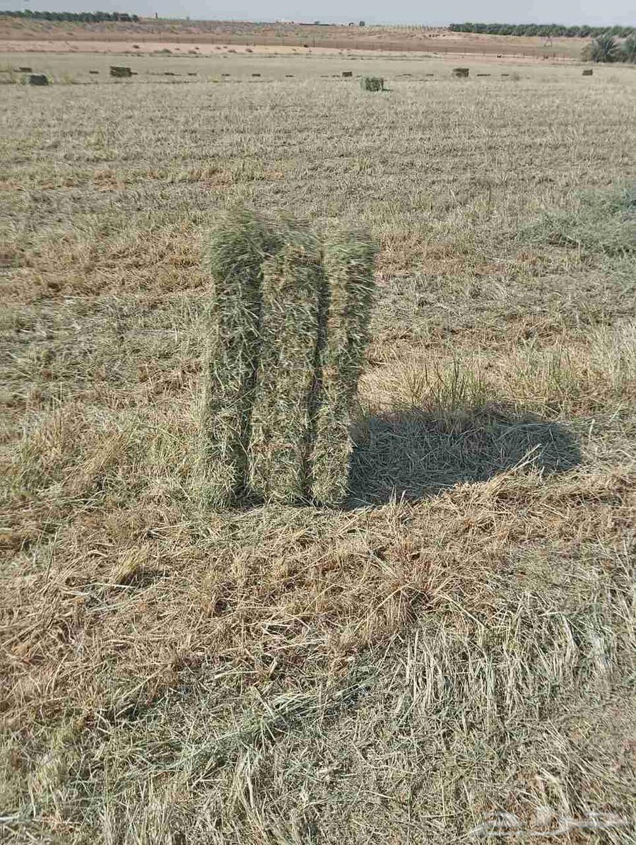 Fine and clean Rhodes, softness condition is good by method, weight and strength64468769720577112