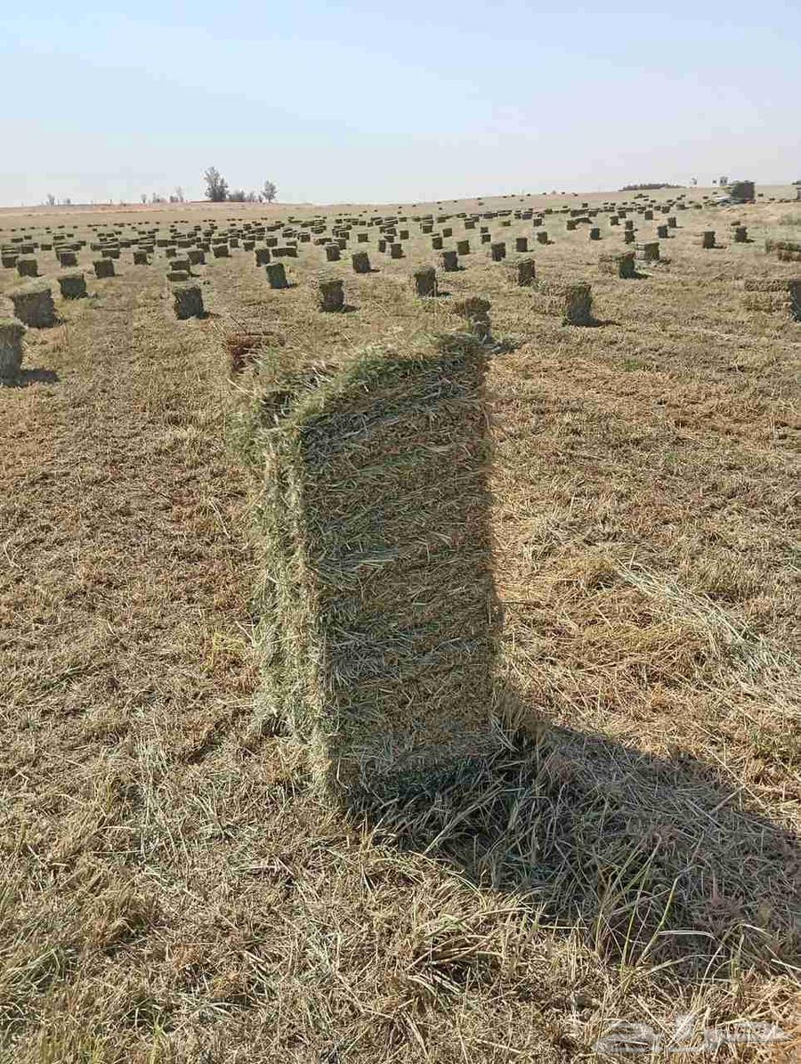 Fine and clean Rhodes, softness condition is good by method, weight and strength64468769720577111