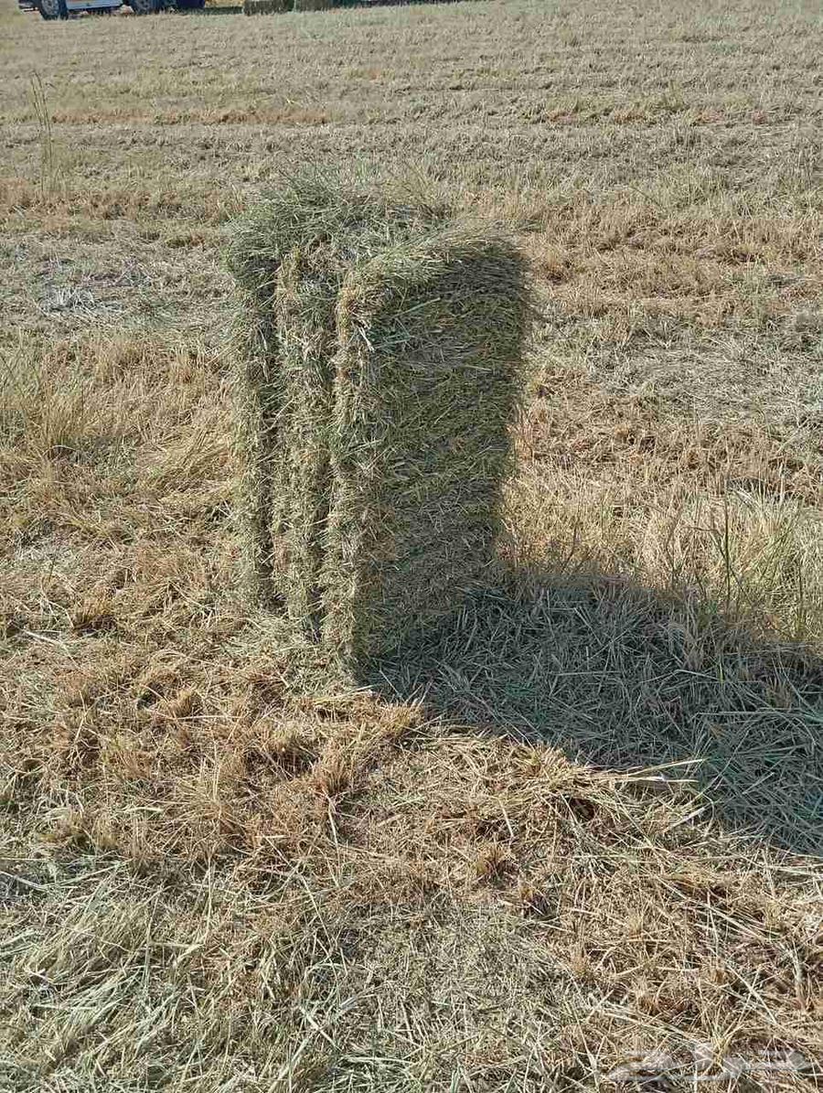 Fine and clean Rhodes, softness condition is good by method, weight and strength64468769720577110