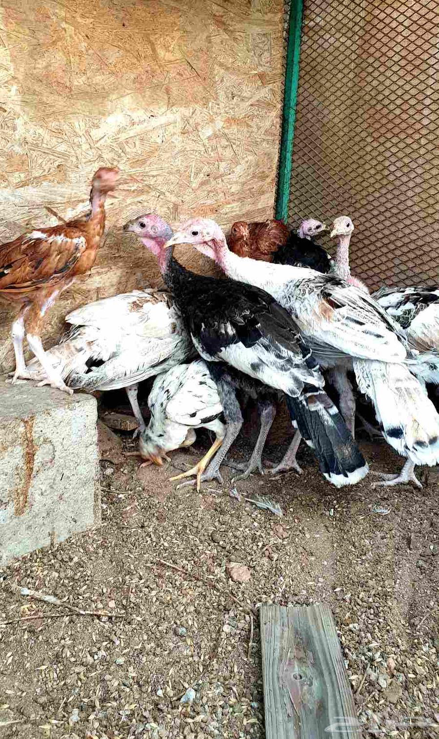 تم البيع.. صيصان باكستاني ورومي للبيع64469711620609111