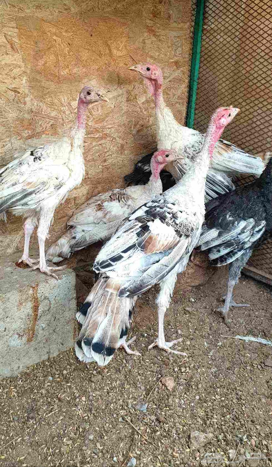 تم البيع.. صيصان باكستاني ورومي للبيع64469711620609113