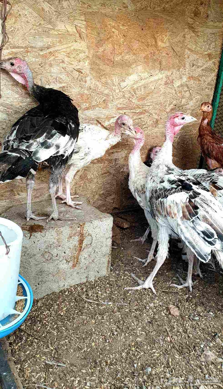 تم البيع.. صيصان باكستاني ورومي للبيع64469711620609112