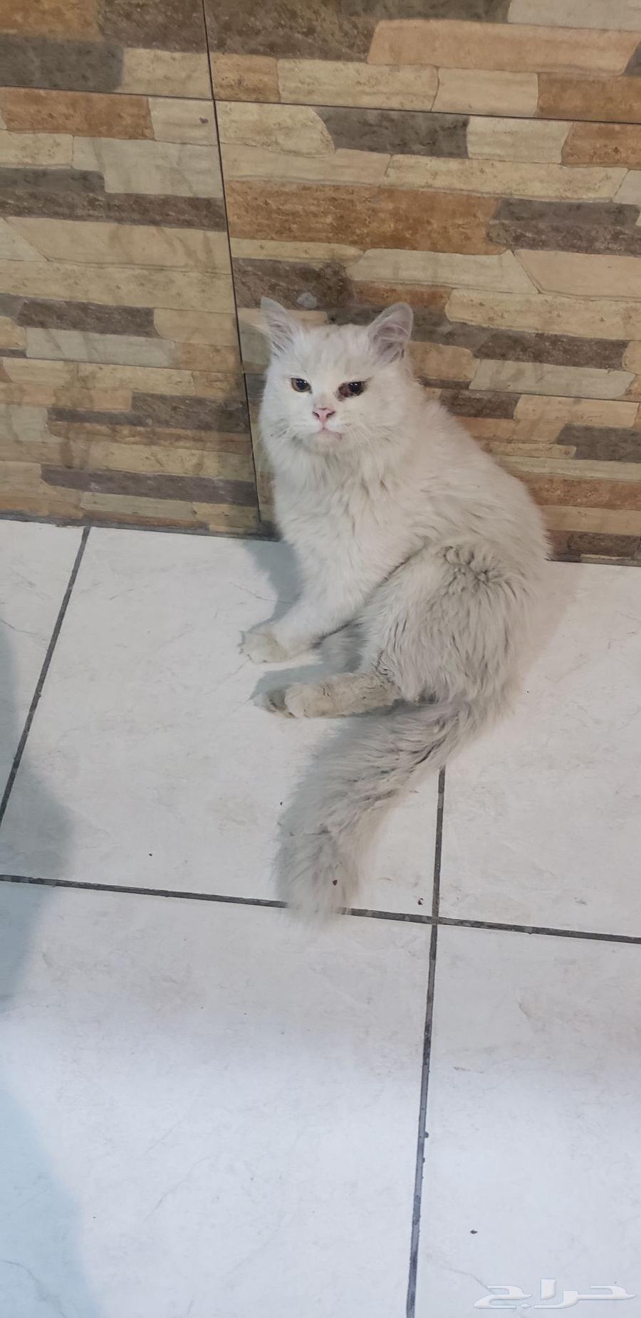 قطعه للبيع الرجاء التواصل واتس اب القطه بيضاء صافي64465072009985114