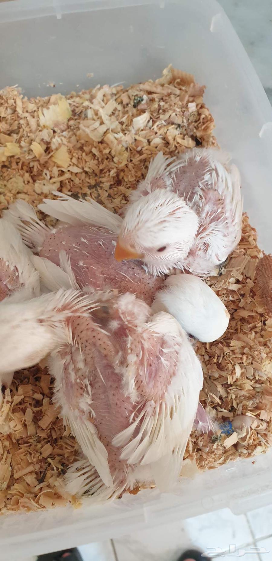 فروخ روز البينو محجله بملحقات64415289655683114