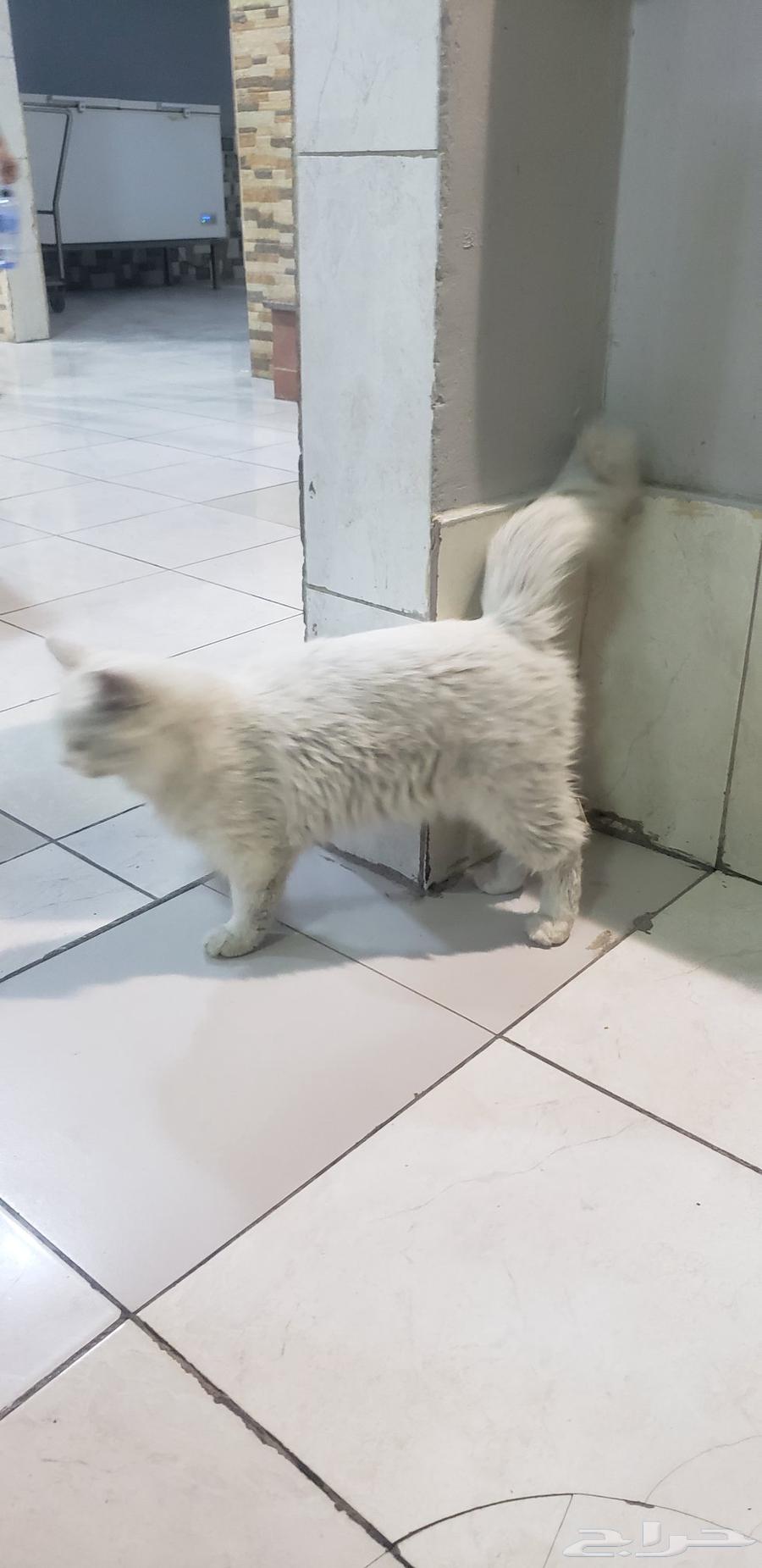 قطعه للبيع الرجاء التواصل واتس اب القطه بيضاء صافي64465072009985110